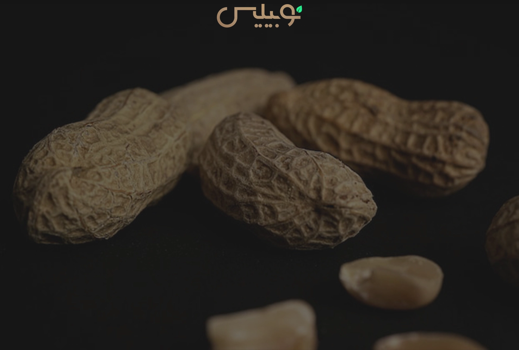 پسته شامی چیست؟