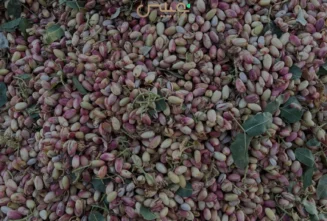 پسته تازه برداشتشده در باغ