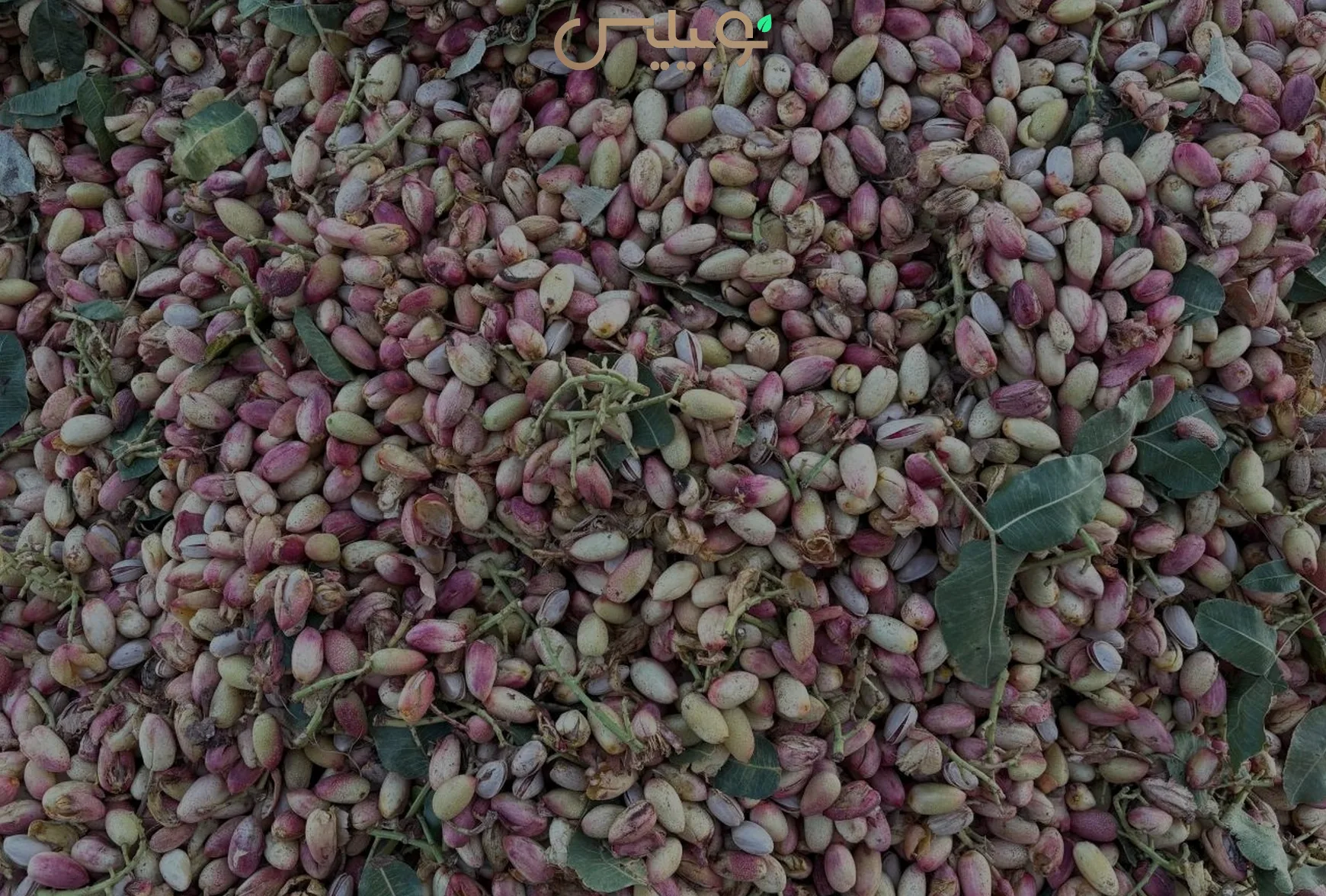 پسته تازه برداشت‌شده در باغ