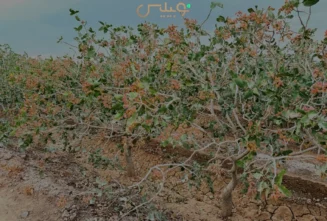 باغ پسته در فصل برداشت؛ راهنمای پسته رفسنجان