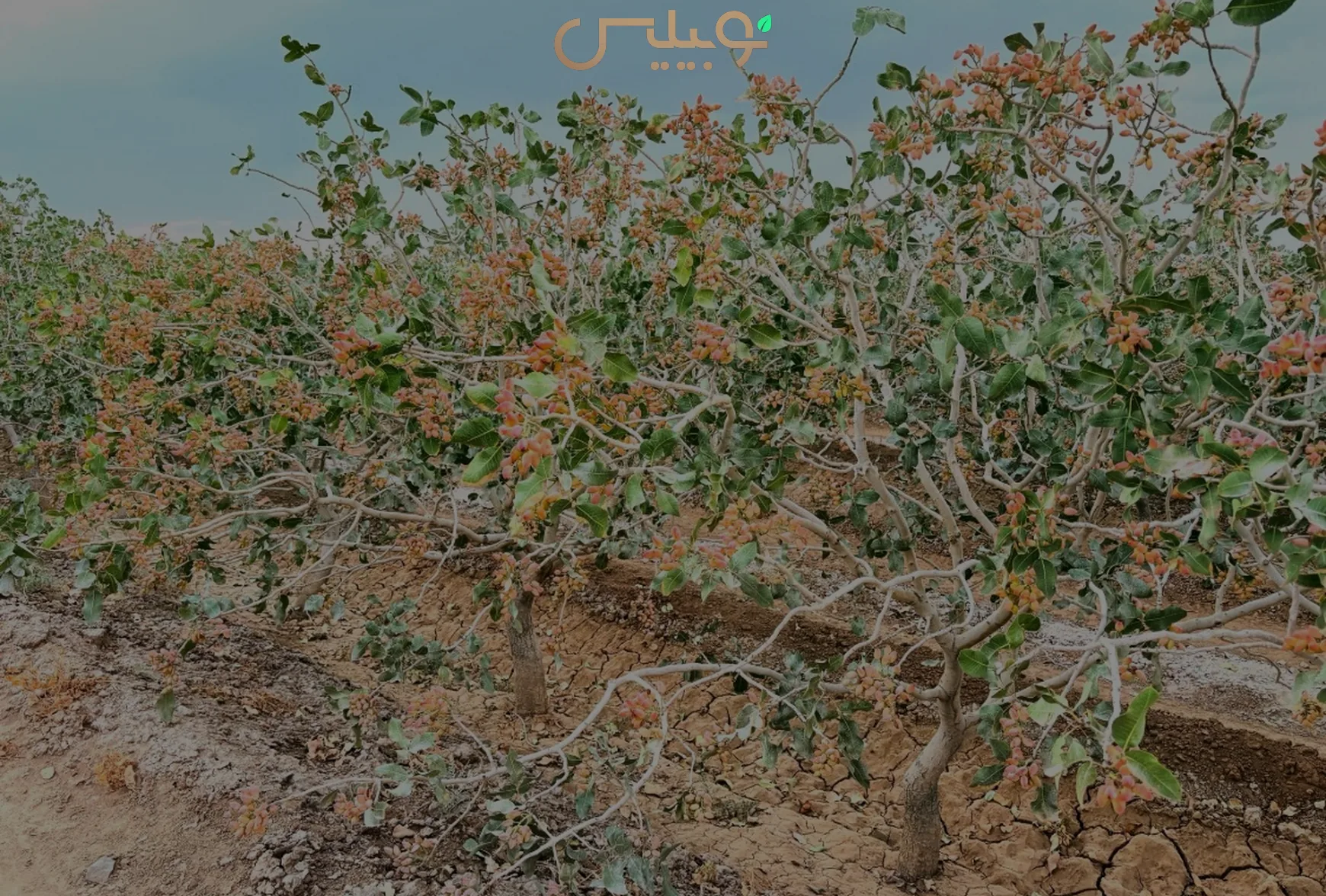 باغ پسته در فصل برداشت؛ راهنمای پسته رفسنجان