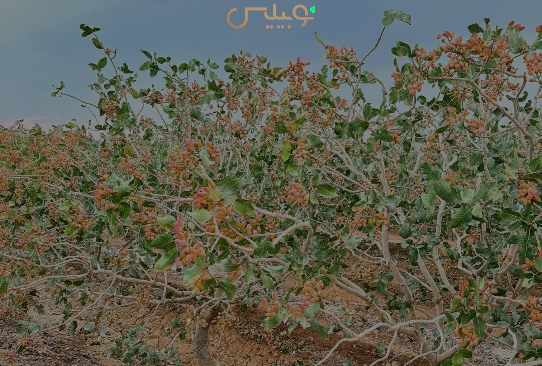 درختان پسته در فصل برداشت؛ راهنمای پسته یزد